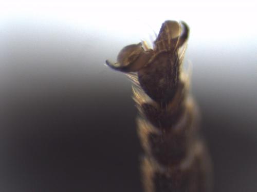 Microdon sp.